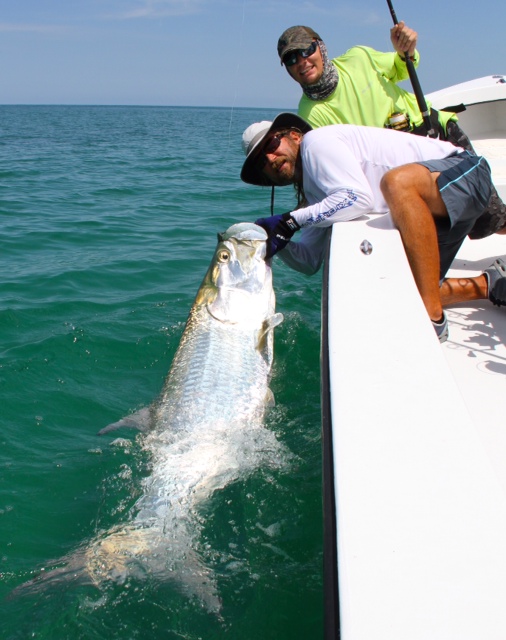tarpon